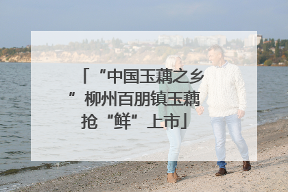 “中国玉藕之乡”柳州百朋镇玉藕抢“鲜”上市