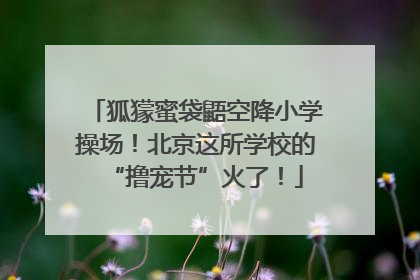 狐獴蜜袋鼯空降小学操场！北京这所学校的“撸宠节”火了！
