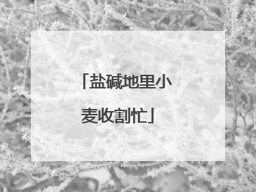 盐碱地里小麦收割忙