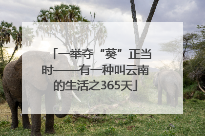 一举夺“葵”正当时——有一种叫云南的生活之365天