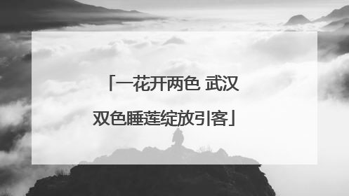 一花开两色 武汉双色睡莲绽放引客