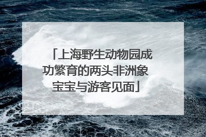 上海野生动物园成功繁育的两头非洲象宝宝与游客见面