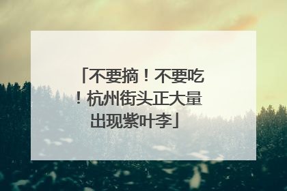 不要摘！不要吃！杭州街头正大量出现紫叶李