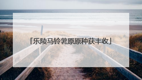 乐陵马铃薯原原种获丰收