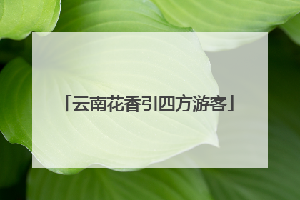 云南花香引四方游客