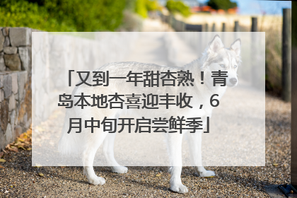 又到一年甜杏熟！青岛本地杏喜迎丰收，6月中旬开启尝鲜季