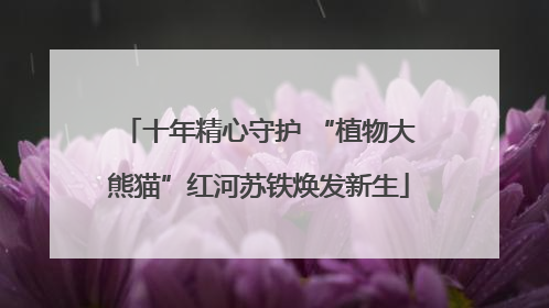十年精心守护 “植物大熊猫”红河苏铁焕发新生