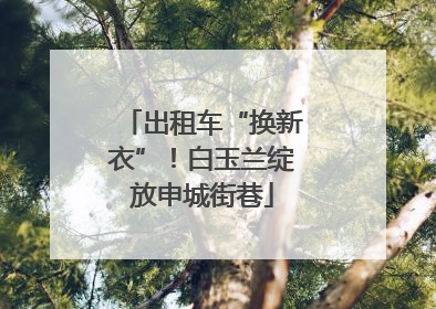 出租车“换新衣”！白玉兰绽放申城街巷