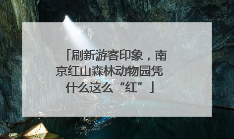 刷新游客印象，南京红山森林动物园凭什么这么“红”