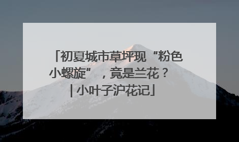 初夏城市草坪现“粉色小螺旋”，竟是兰花？ | 小叶子沪花记
