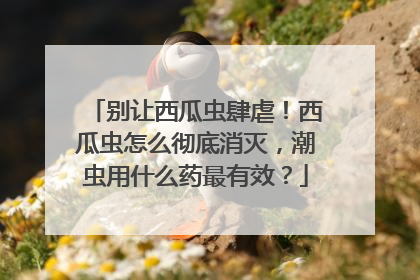 别让西瓜虫肆虐！西瓜虫怎么彻底消灭，潮虫用什么药最有效？