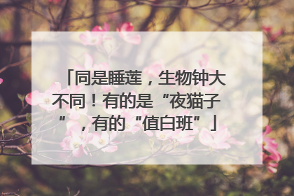 同是睡莲，生物钟大不同！有的是“夜猫子”，有的“值白班”