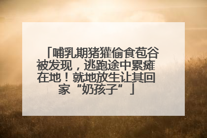 哺乳期猪獾偷食苞谷被发现，逃跑途中累瘫在地！就地放生让其回家“奶孩子”