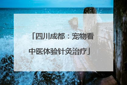 四川成都：宠物看中医体验针灸治疗