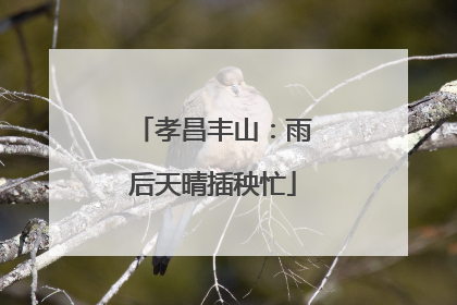 孝昌丰山：雨后天晴插秧忙