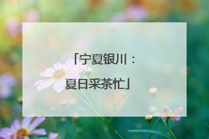 宁夏银川：夏日采茶忙