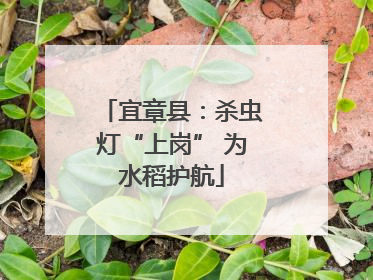 宜章县：杀虫灯“上岗” 为水稻护航
