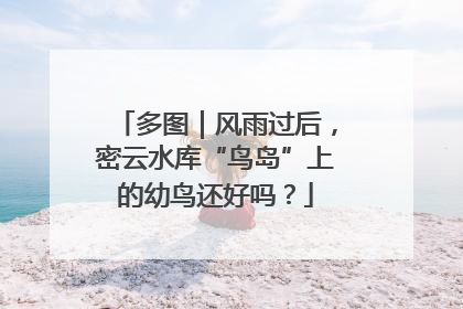 多图｜风雨过后，密云水库“鸟岛”上的幼鸟还好吗？