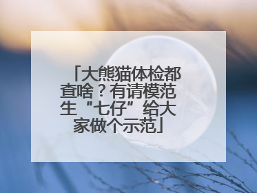 大熊猫体检都查啥？有请模范生“七仔”给大家做个示范