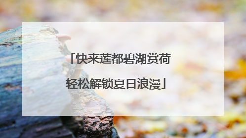 快来莲都碧湖赏荷 轻松解锁夏日浪漫