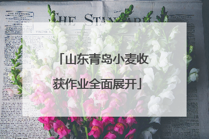 山东青岛小麦收获作业全面展开