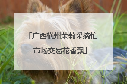广西横州茉莉采摘忙 市场交易花香飘