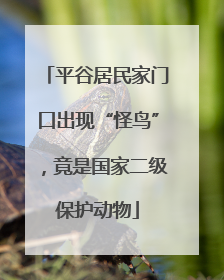 平谷居民家门口出现“怪鸟”，竟是国家二级保护动物