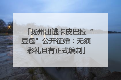 扬州出逃卡皮巴拉“豆包”公开征婚：无须彩礼且有正式编制
