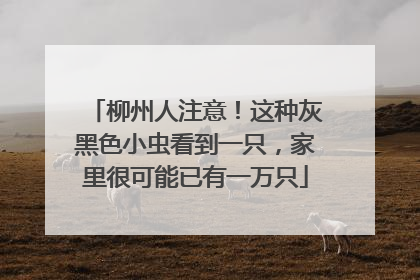 柳州人注意！这种灰黑色小虫看到一只，家里很可能已有一万只