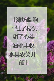 潍坊临朐：红了枝头 甜了心头 油桃丰收季果农笑开颜