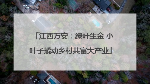 江西万安：绿叶生金 小叶子撬动乡村共富大产业