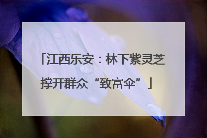 江西乐安：林下紫灵芝撑开群众“致富伞”