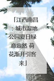 江西南昌：城市湿地公园夏日绿意盎然 荷花渐开引客来