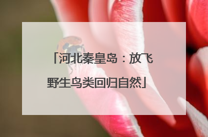 河北秦皇岛：放飞野生鸟类回归自然