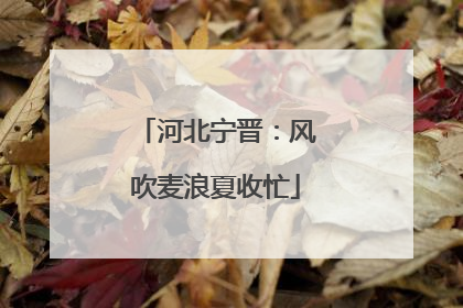 河北宁晋：风吹麦浪夏收忙