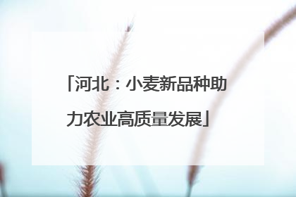 河北：小麦新品种助力农业高质量发展