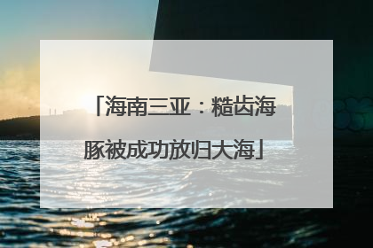 海南三亚：糙齿海豚被成功放归大海