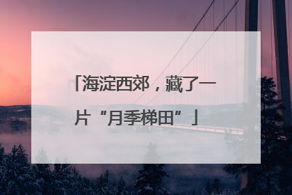 海淀西郊，藏了一片“月季梯田”