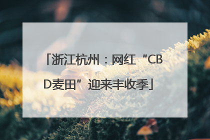 浙江杭州：网红“CBD麦田”迎来丰收季