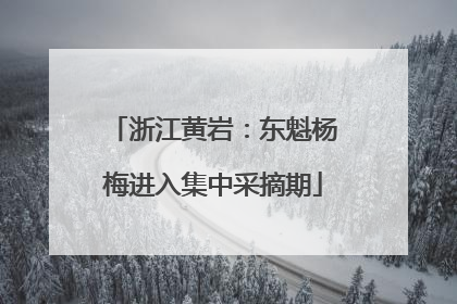 浙江黄岩：东魁杨梅进入集中采摘期