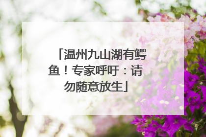 温州九山湖有鳄鱼！专家呼吁：请勿随意放生