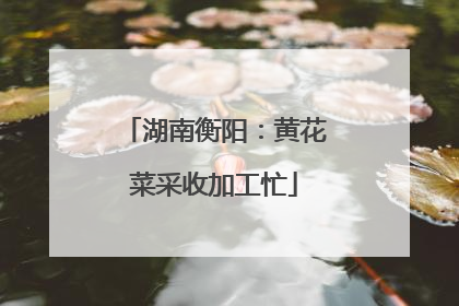 湖南衡阳：黄花菜采收加工忙