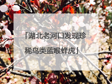 湖北老河口发现珍稀鸟类蓝喉蜂虎