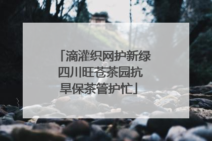 滴灌织网护新绿 四川旺苍茶园抗旱保茶管护忙