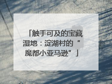 触手可及的宝藏湿地：淀湖村的“魔都小亚马逊”