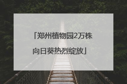 郑州植物园2万株向日葵热烈绽放