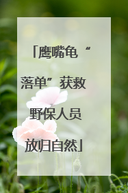 鹰嘴龟“落单”获救 野保人员放归自然