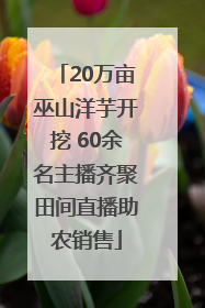 20万亩巫山洋芋开挖 60余名主播齐聚田间直播助农销售